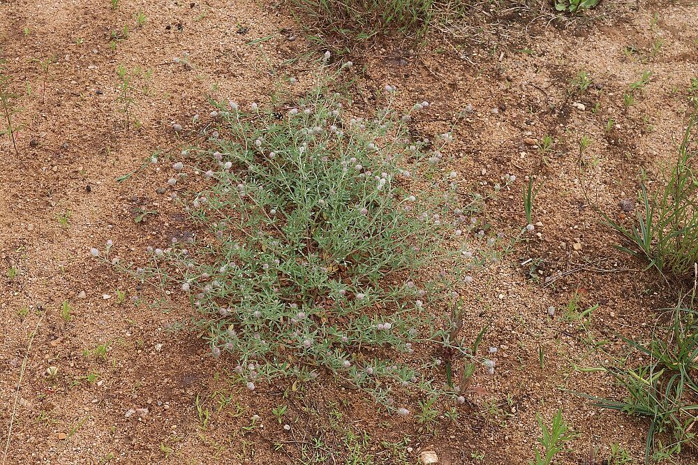 Hasen-Klee (Trifolium arvense)