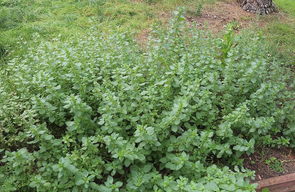 Kleine Brennnessel (Urtica urens)