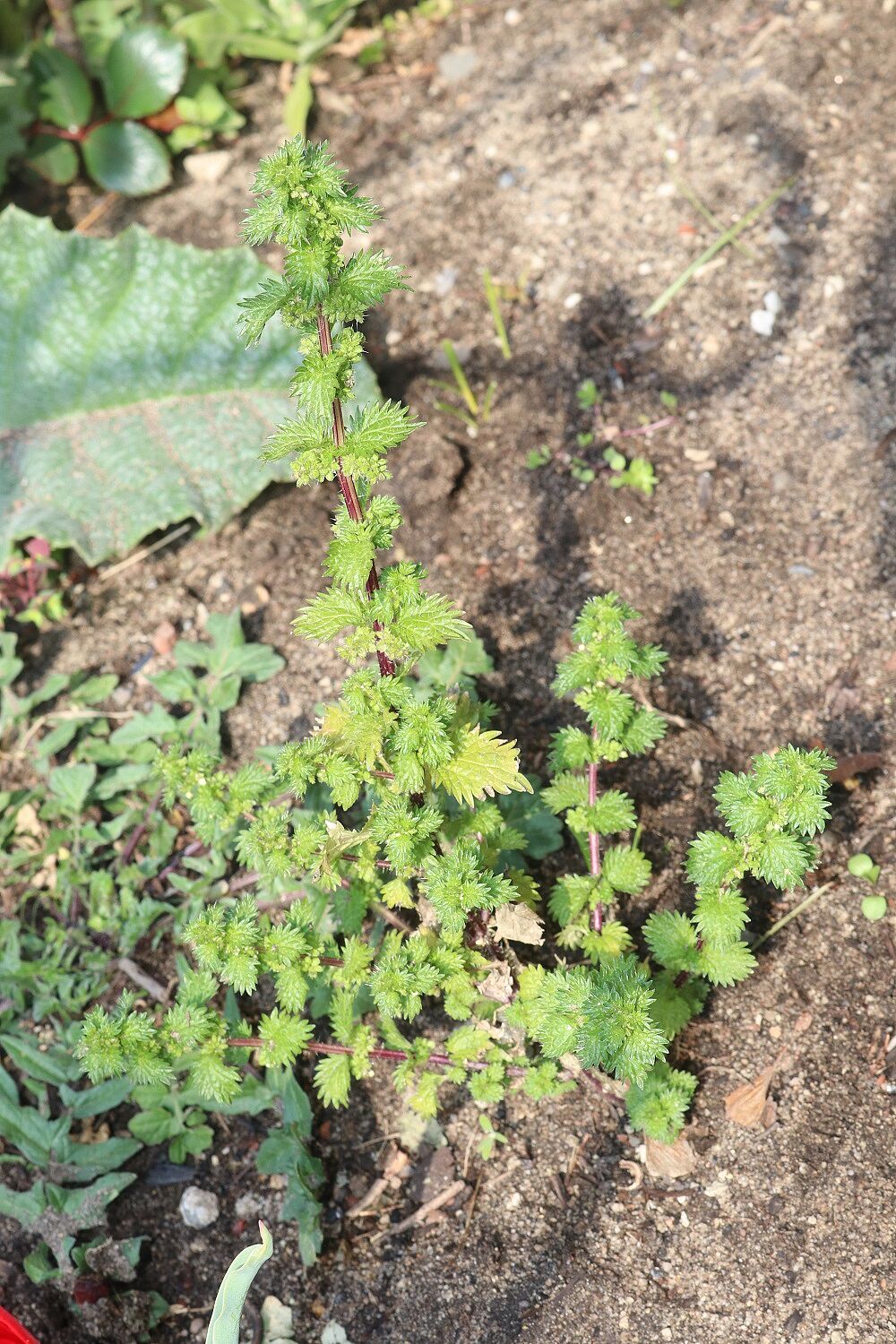 Kleine Brennnessel (Urtica urens)