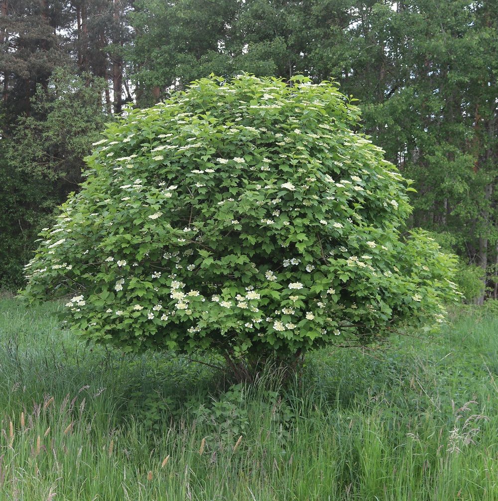 Viburnum opulus - Gewöhnlicher Schneeball