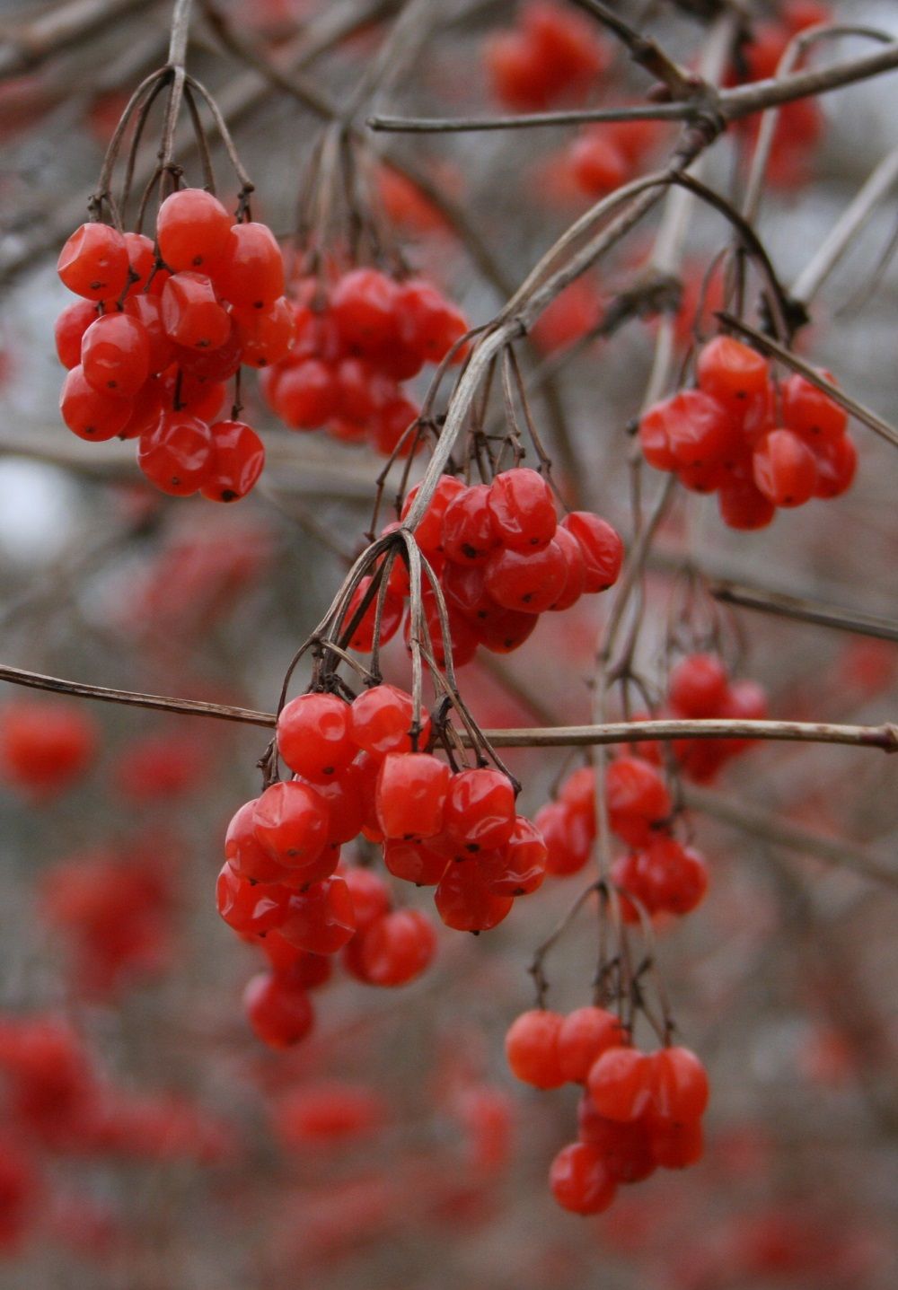 Viburnum opulus - Gewöhnlicher Schneeball