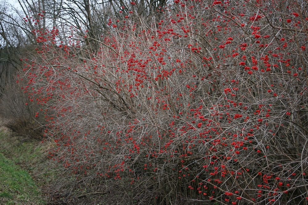 Viburnum opulus - Gewöhnlicher Schneeball