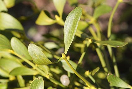 Laubholz-Mistel - Blatt