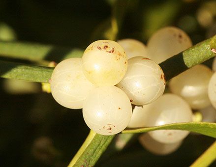 Laubholz-Mistel - Früchte