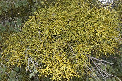 Kiefern-Mistel - Habitus