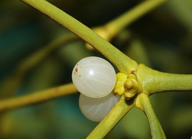 Kiefern-Mistel - Früchte