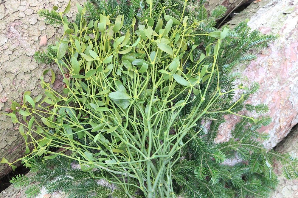 Tannen-Mistel - Habitus