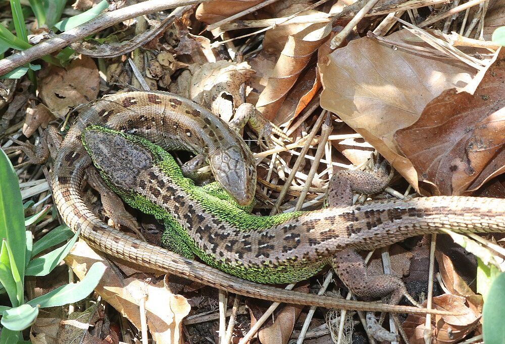 Lacerta agilis - Zauneidechse