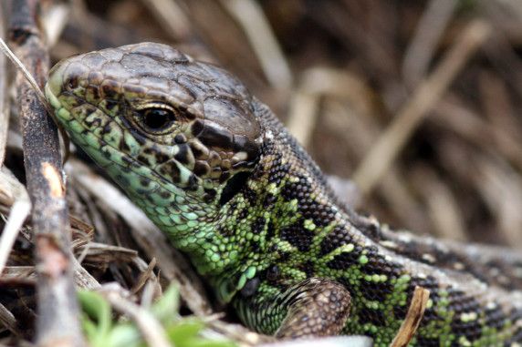Lacerta agilis