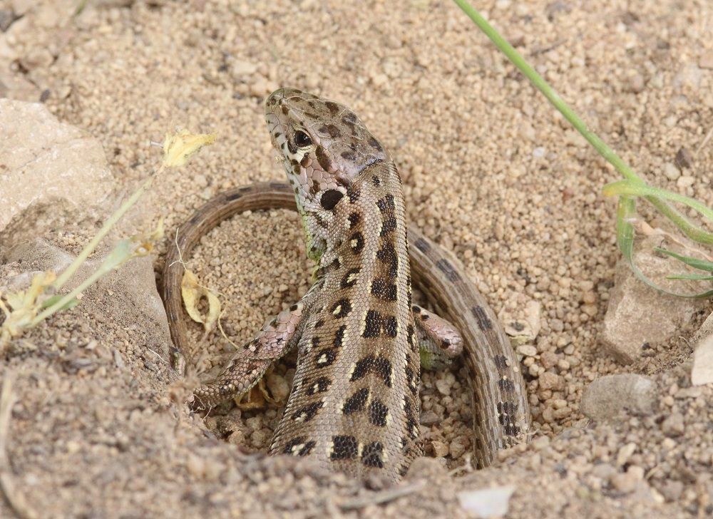 Lacerta agilis