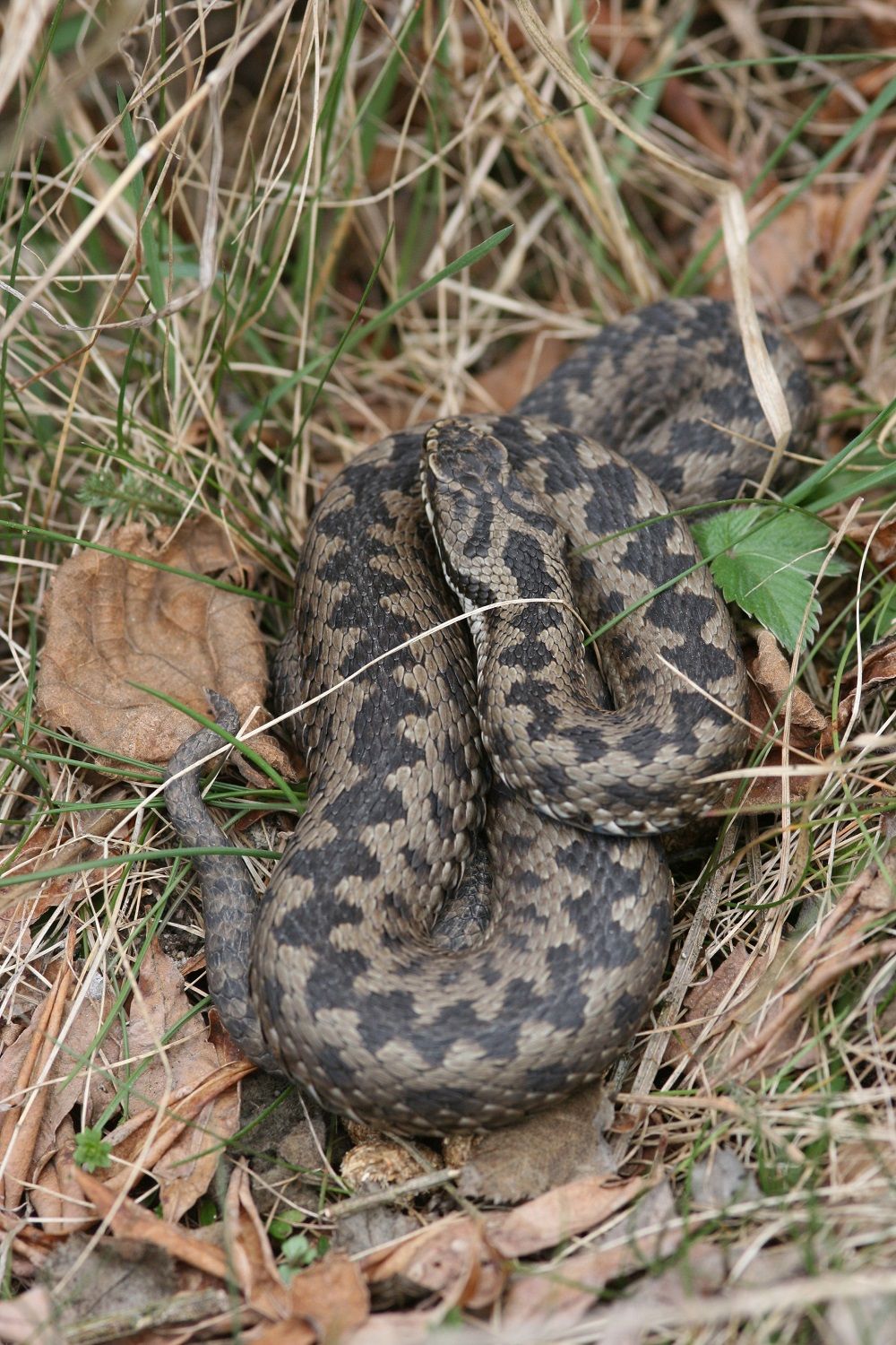 Vipera berus