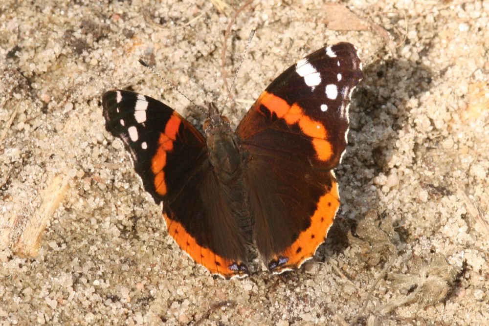 Vanessa atalanta
