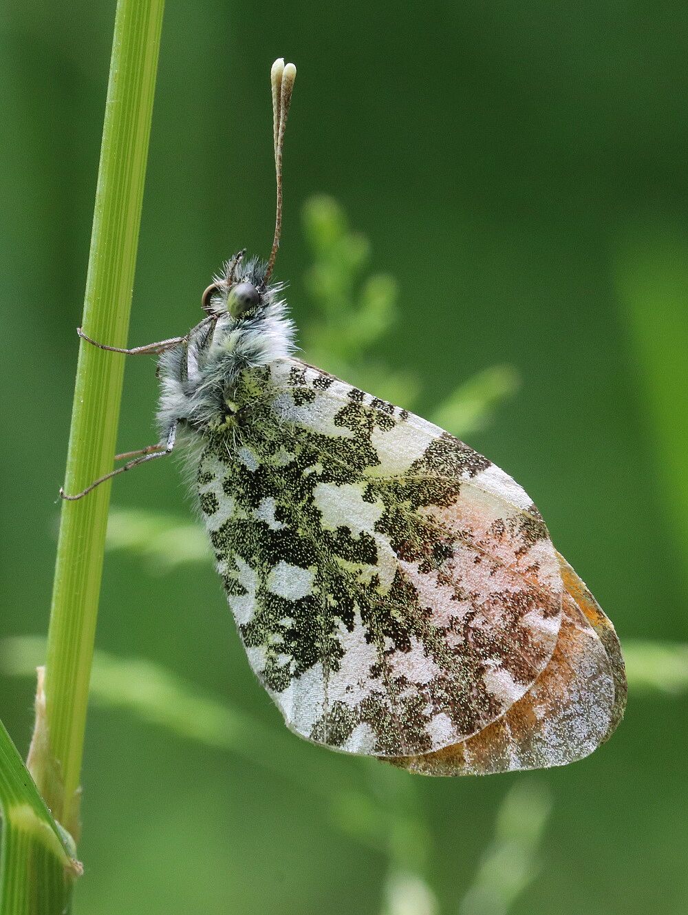 Anthocharis cardamines (Männchen)
