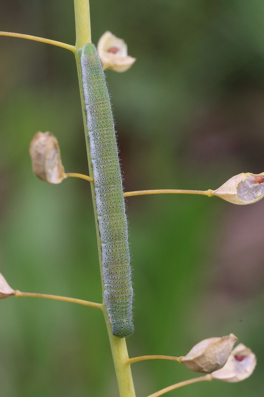 Aurorafalter (Raupe)