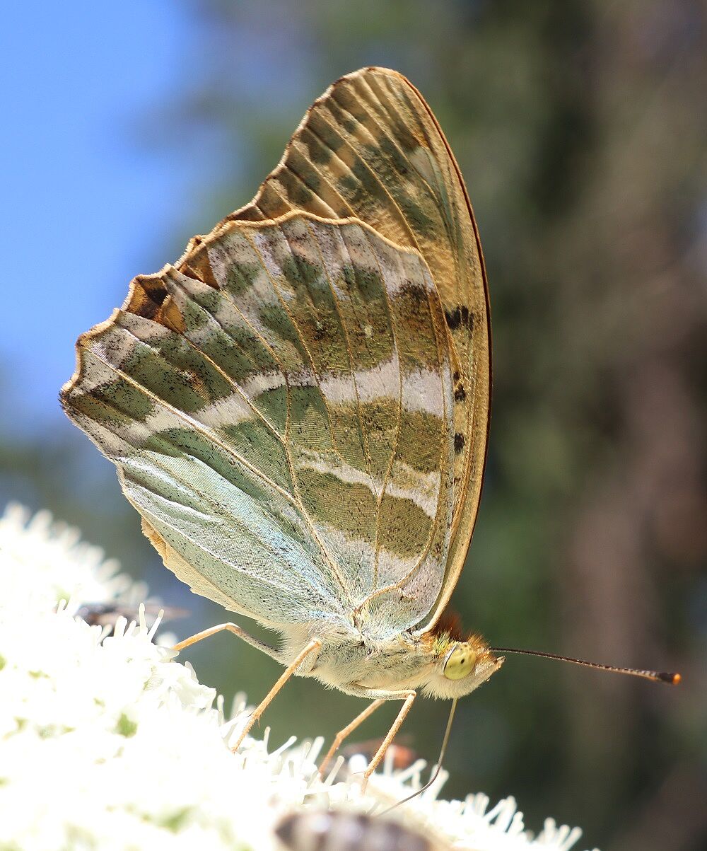 Argynnis paphia (Weibchen)