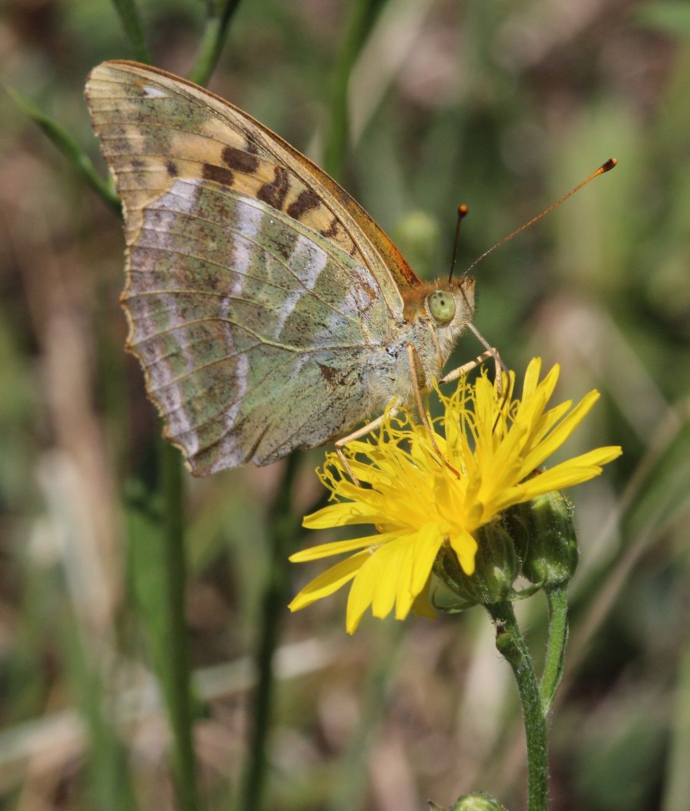 Argynnis paphia