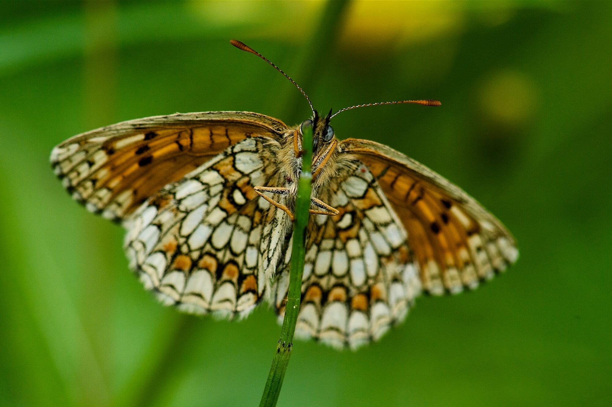 Melitaea diamina