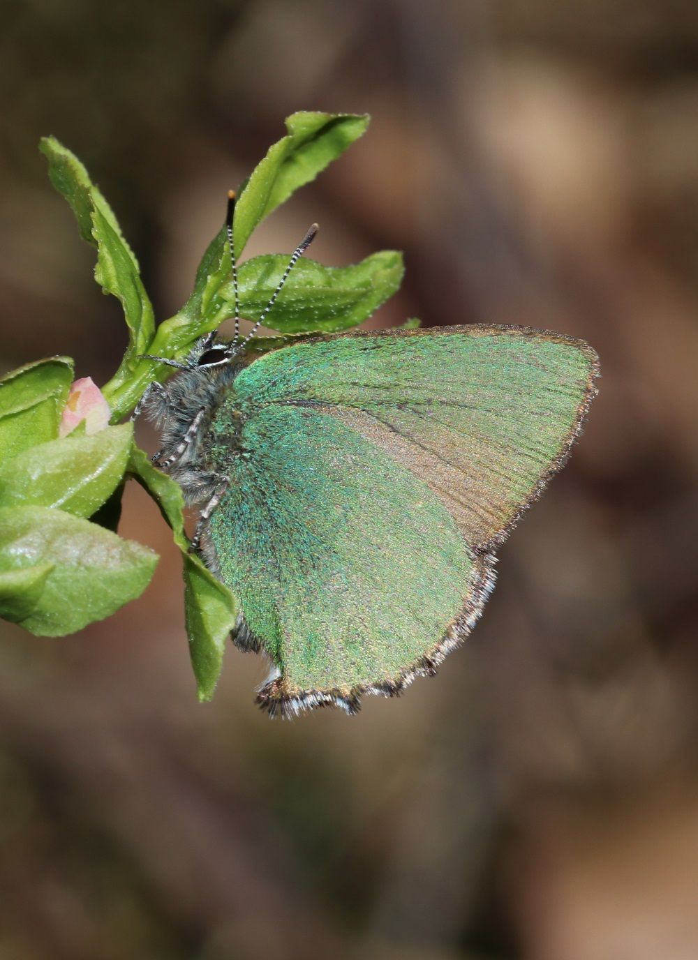 Callophrys rubi 