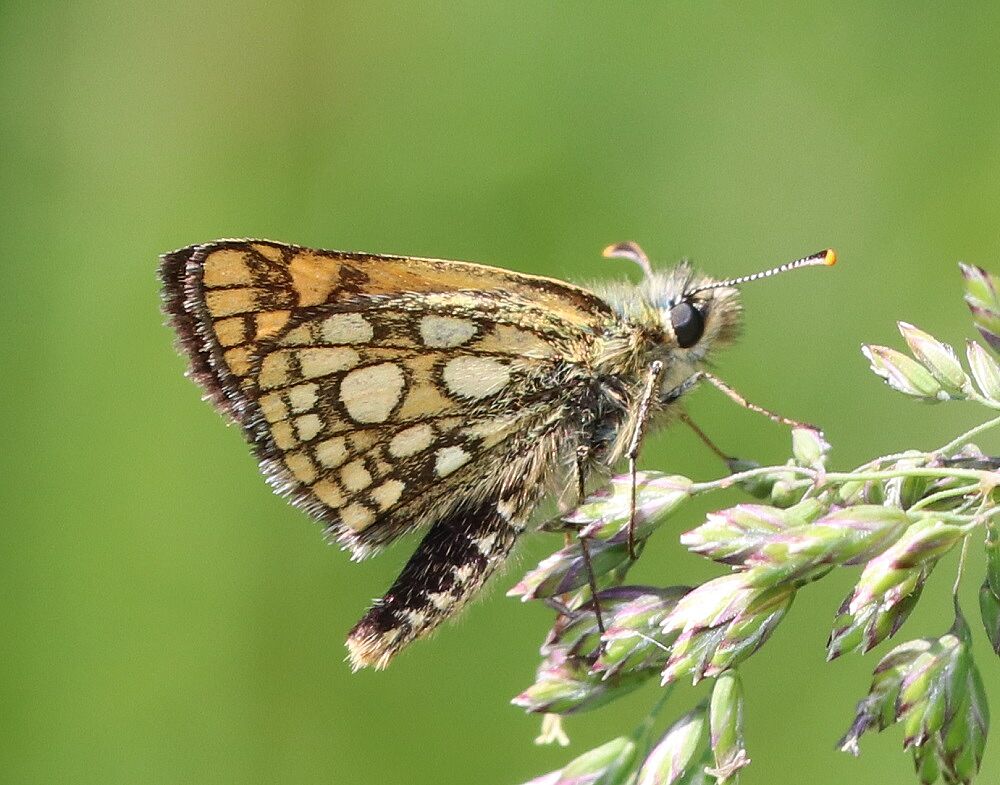 Carterocephalus palaemon