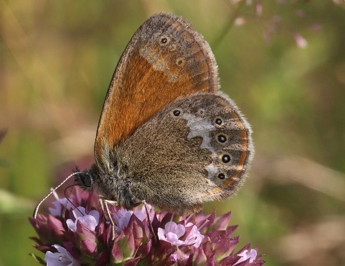 Coenonympha glycerion