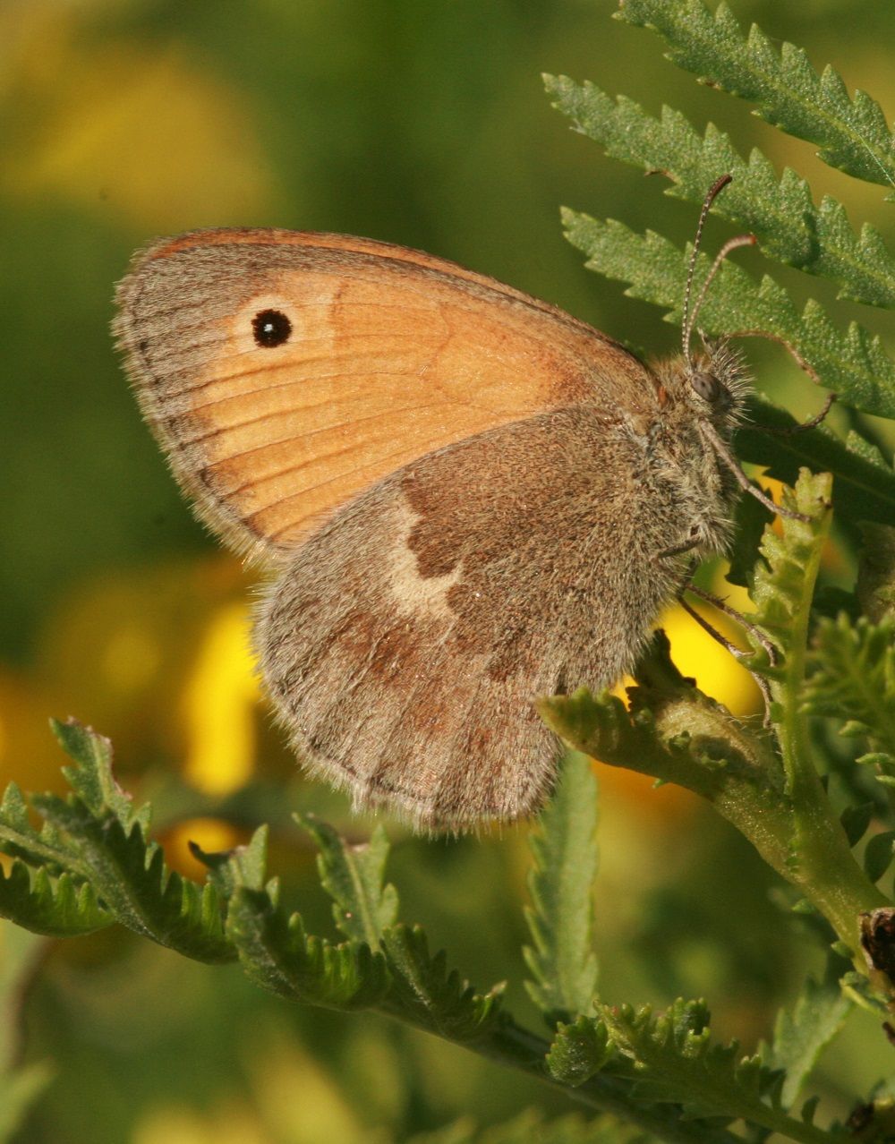 Coenonympha pamphilus