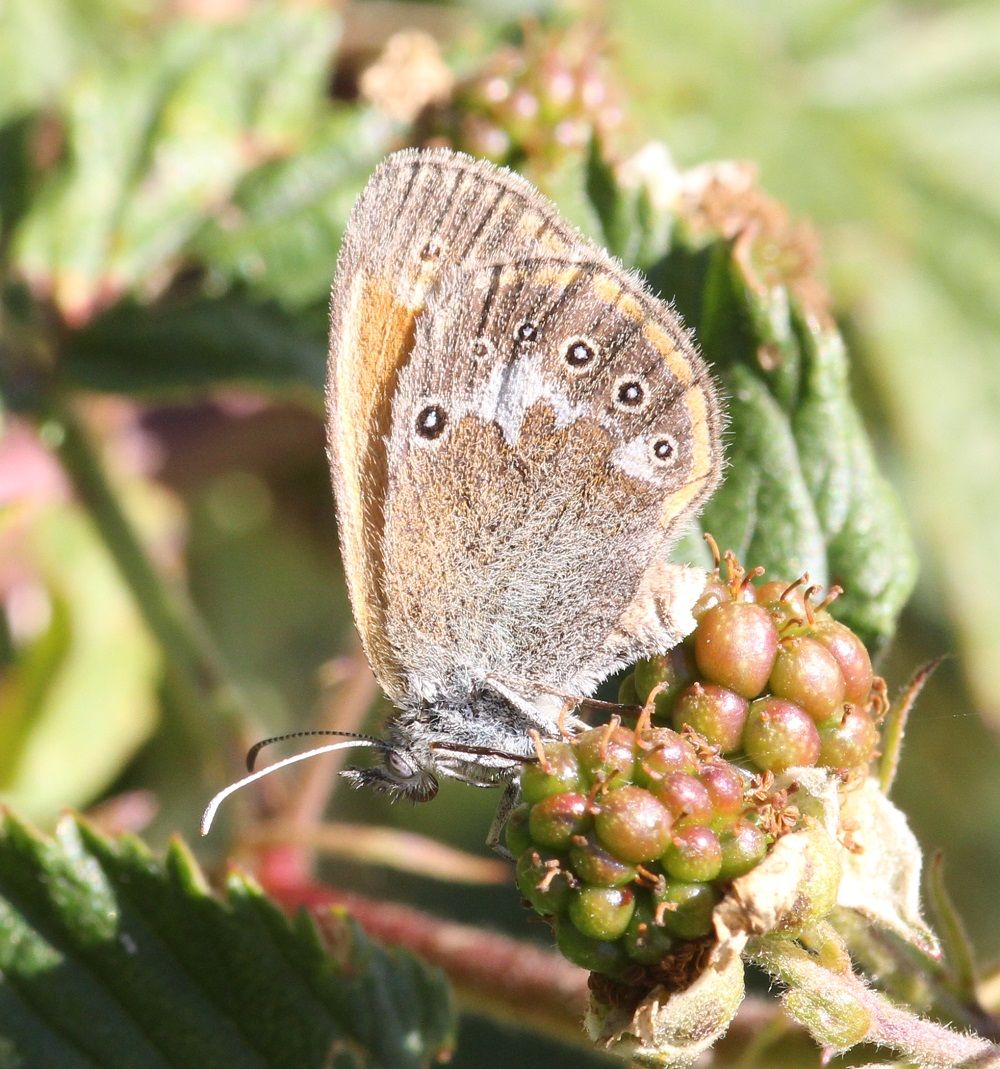 Coenonympha glycerion