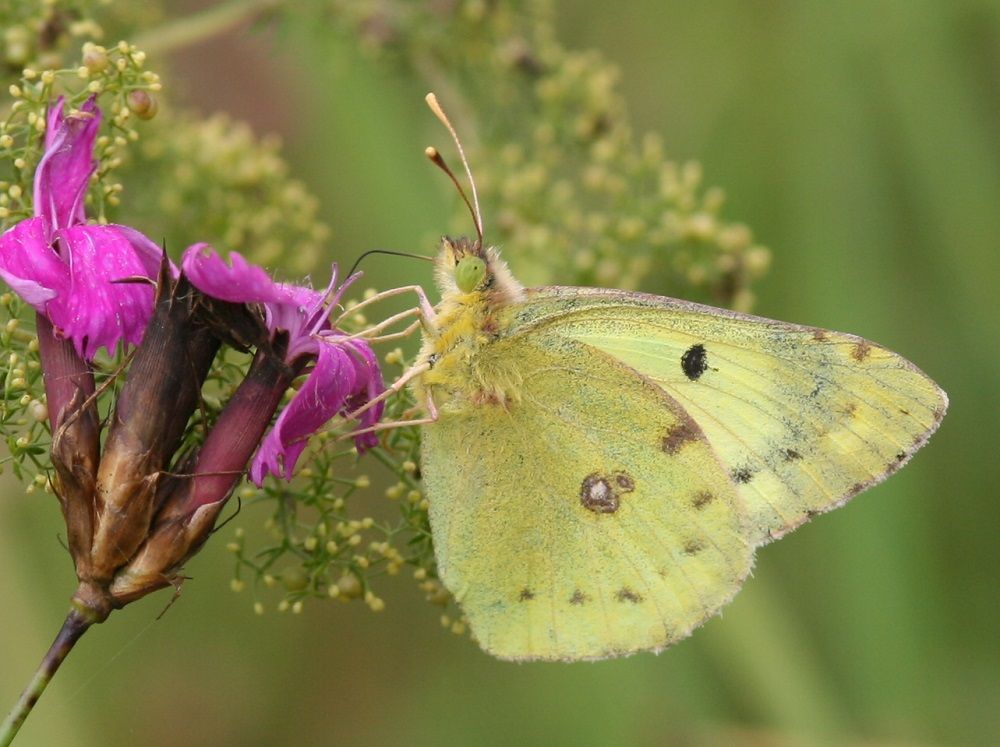 Colias hyale