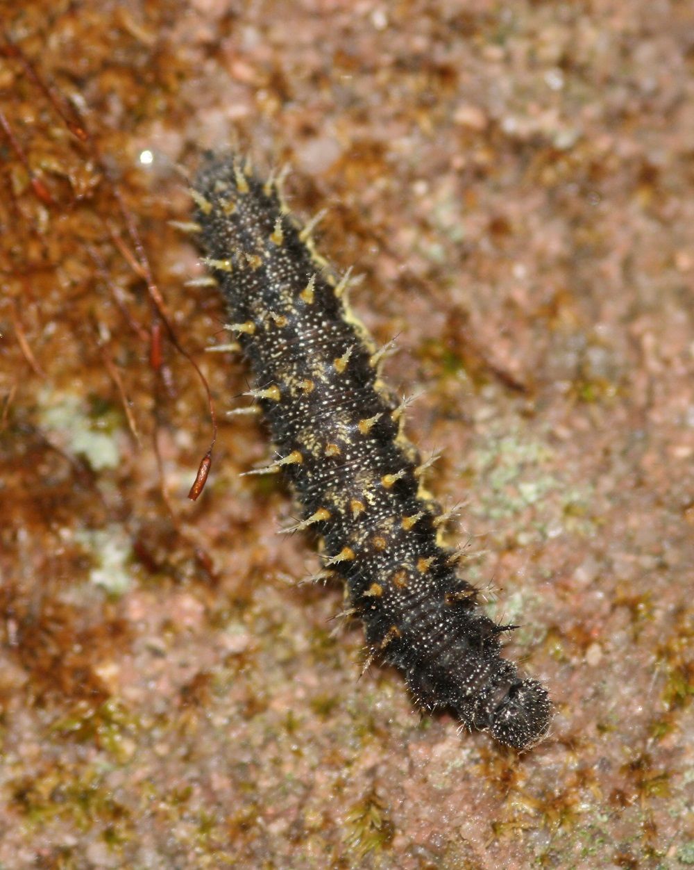 Vanessa cardui (Raupe)