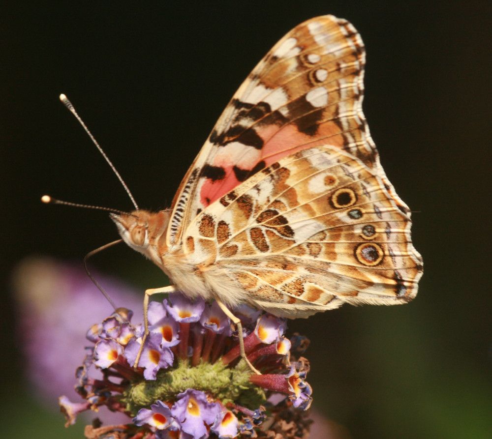 Vanessa cardui