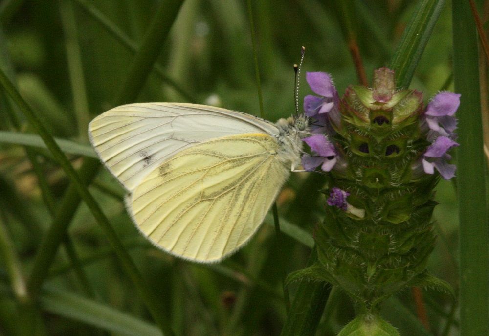 Pieris napi