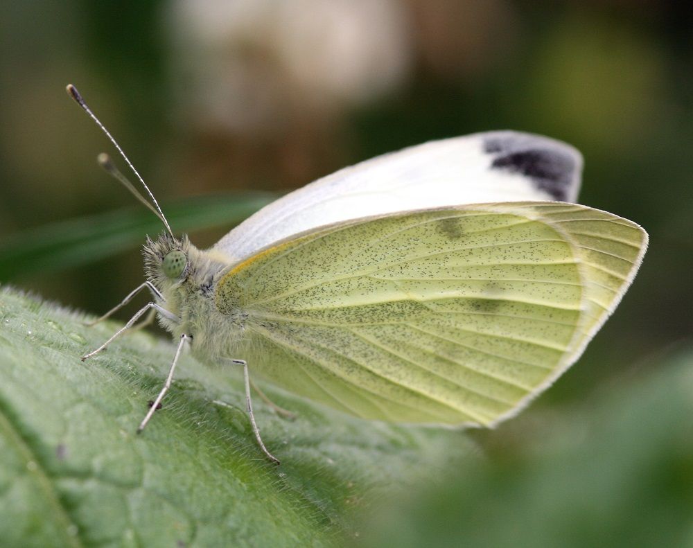 Pieris rapae
