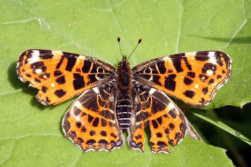 Araschnia levana