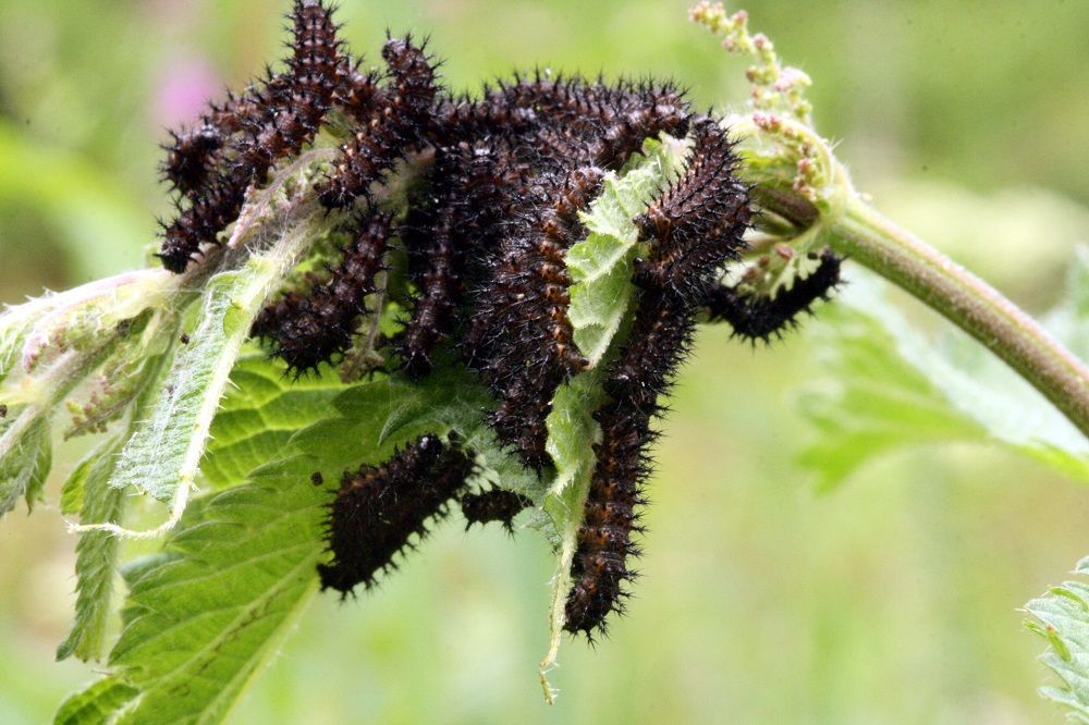 Araschnia levana (Raupen)