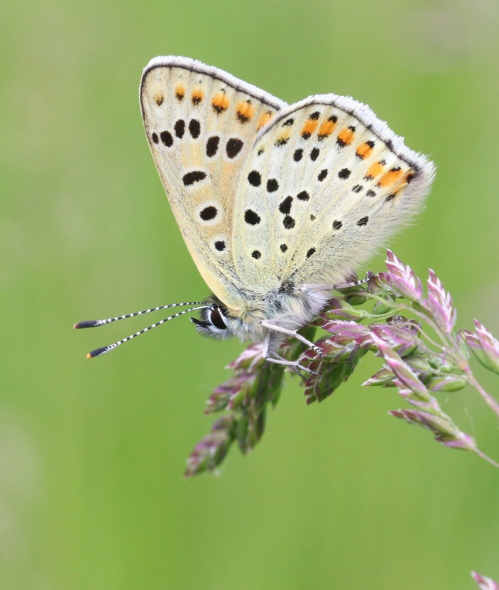 Lycaena tityrus 