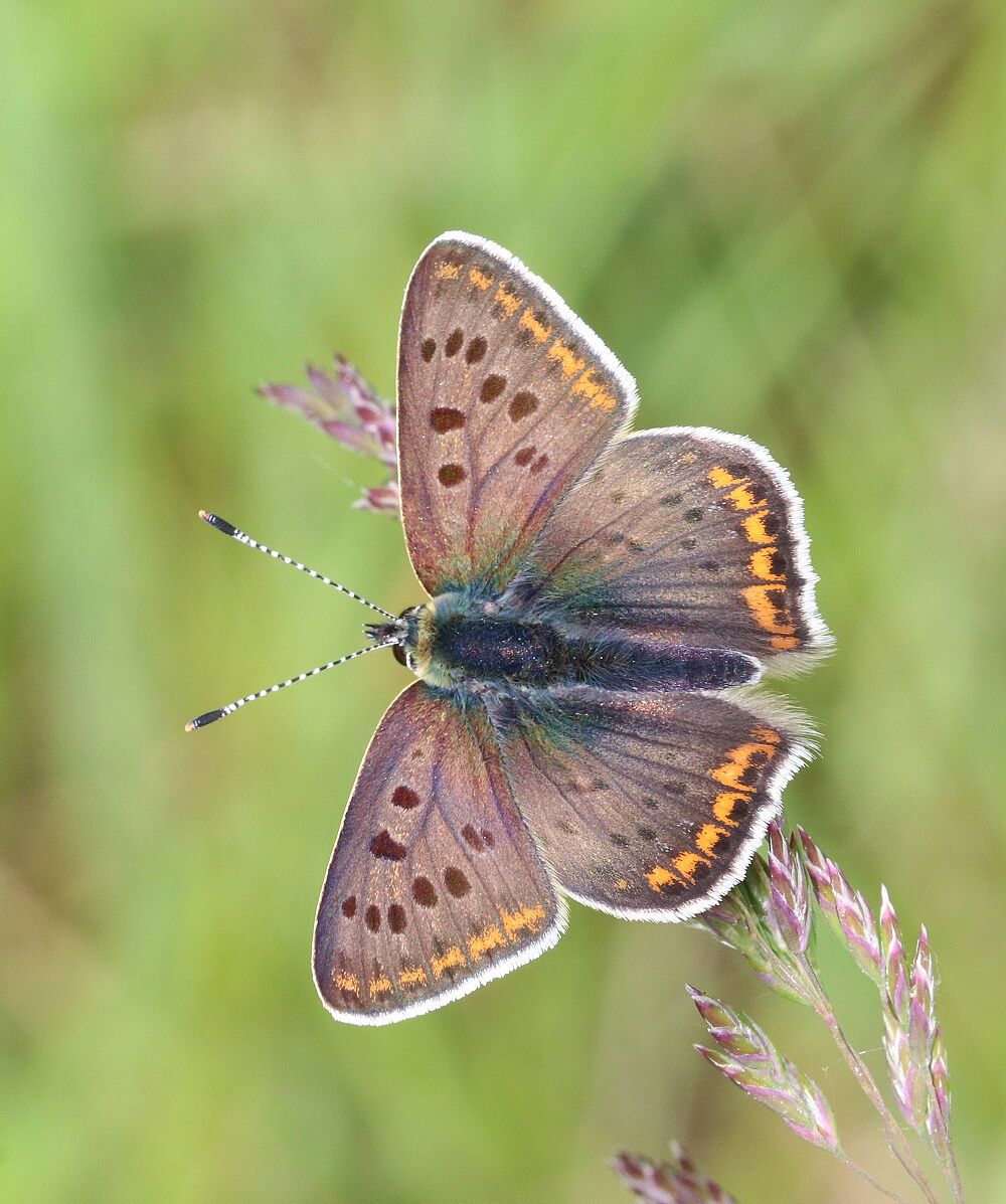 Lycaena tityrus