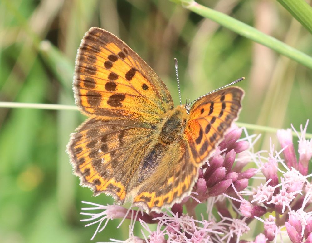 Lycaena virgaureae