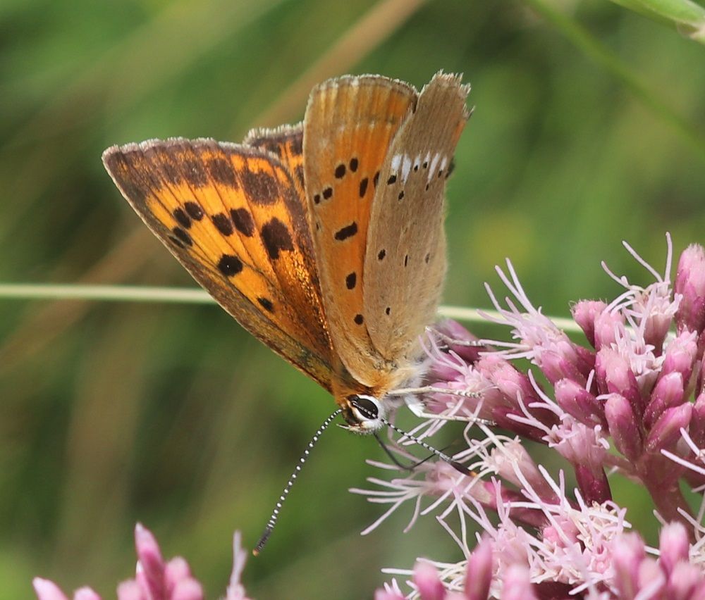 Lycaena virgaureae