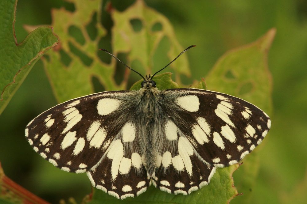 Melanargia galathea