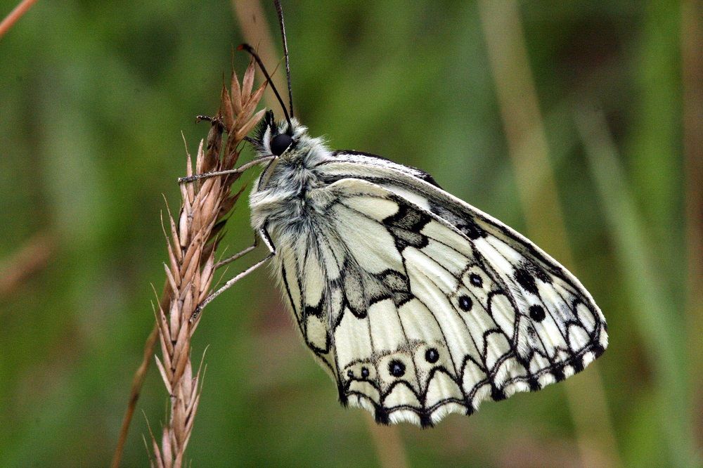 Melanargia galathea