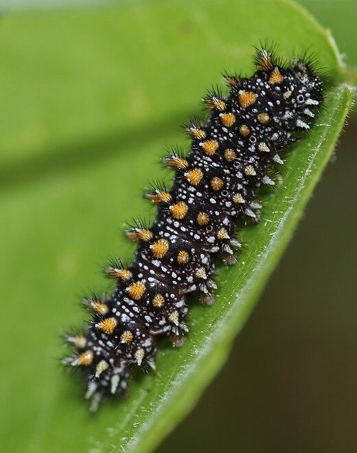 Melitaea athalia (Raupe)