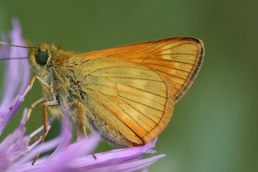 Ochlodes sylvanus