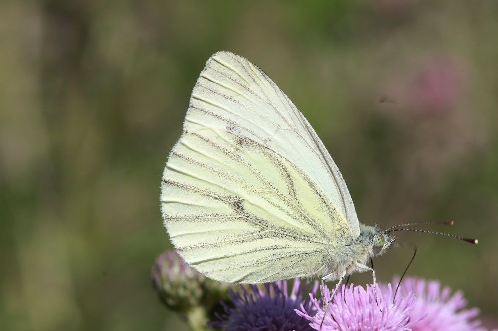 Pieris napi