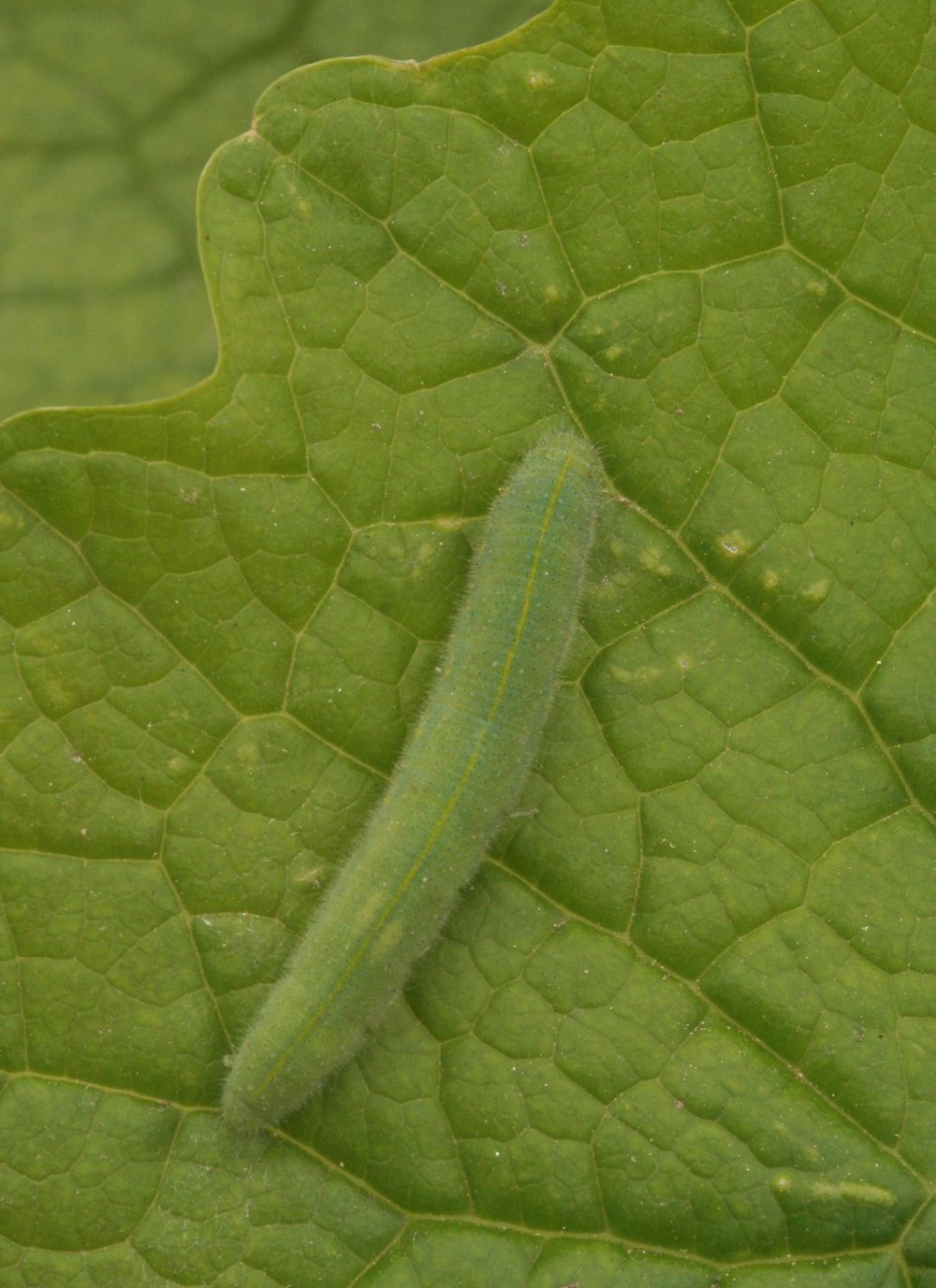 Pieris rapae (Raupe)