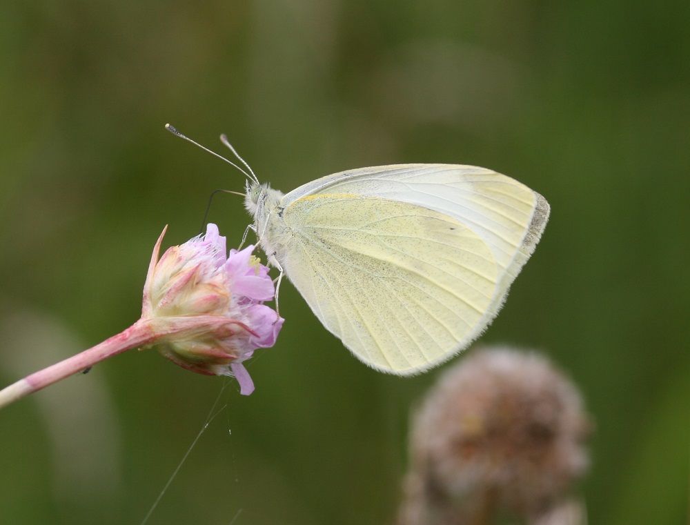 Pieris rapae