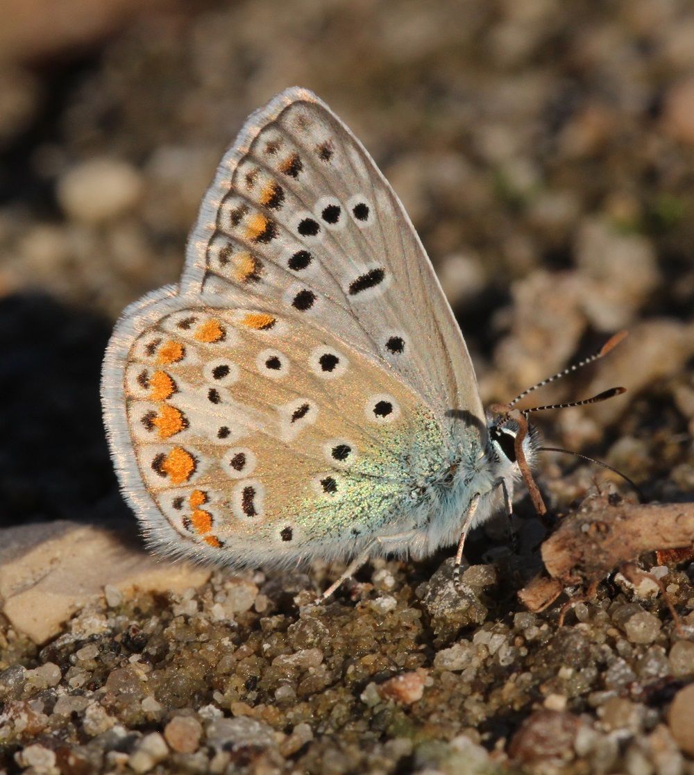 Polyommatus icarus