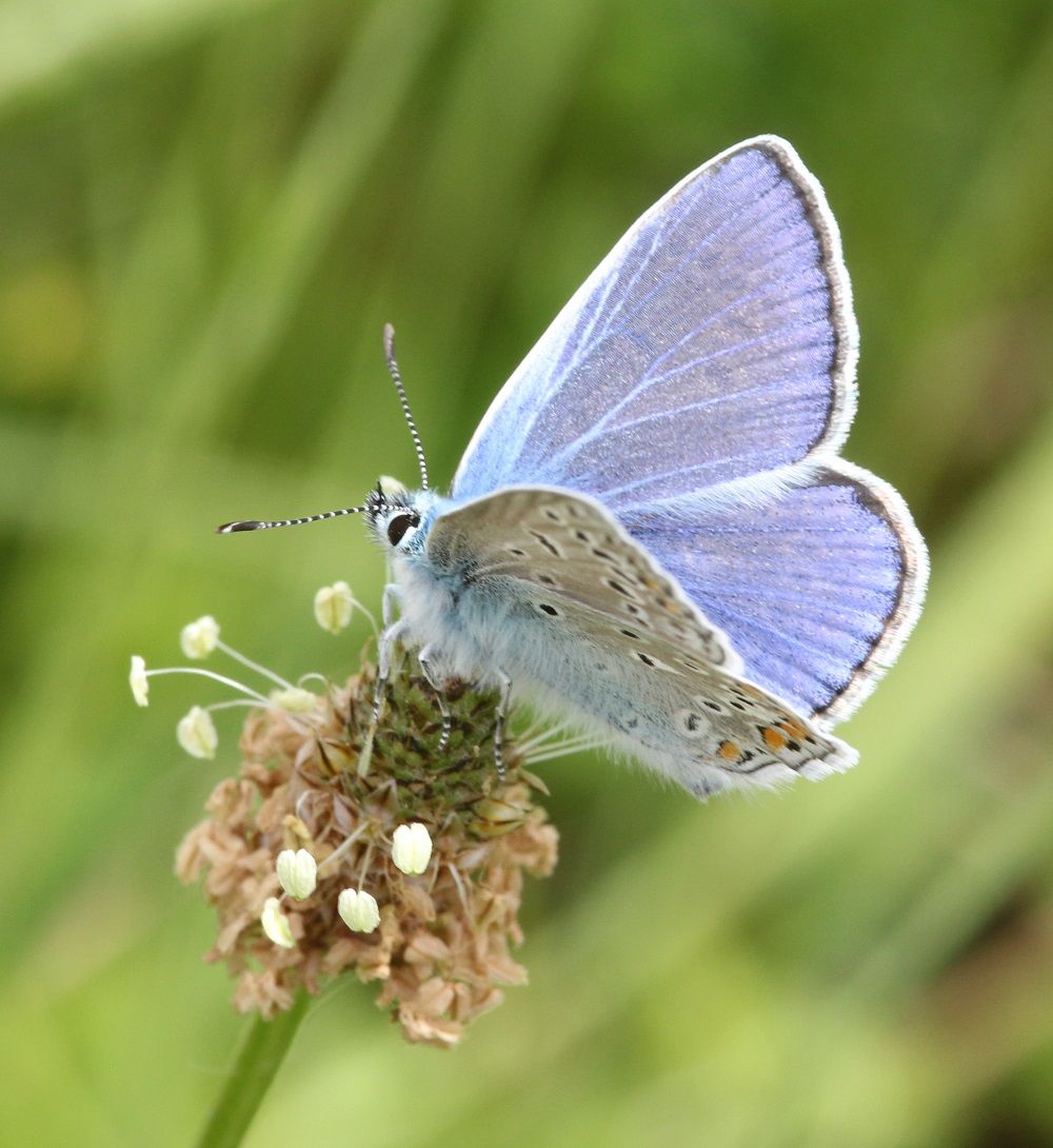 Polyommatus icarus