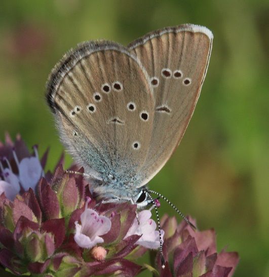 Polyommatus semiargus