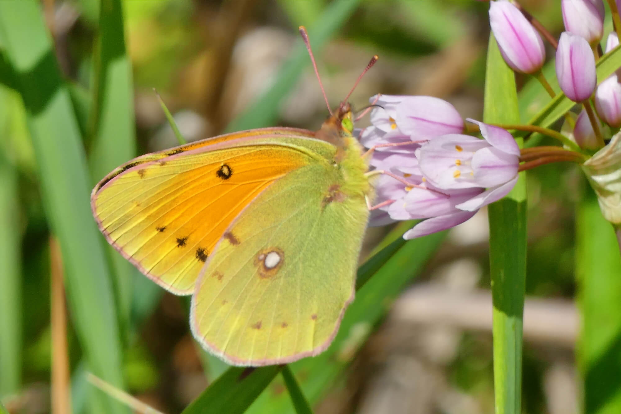 Colias croceus