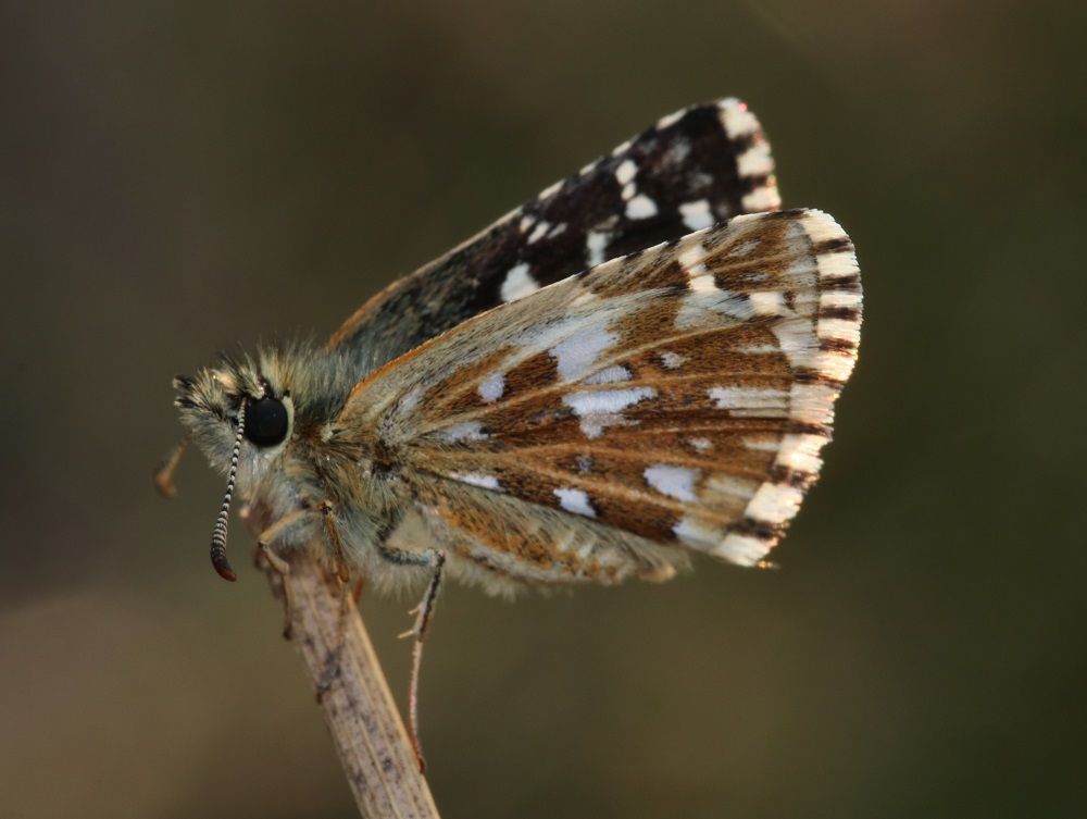 Pyrgus malvae