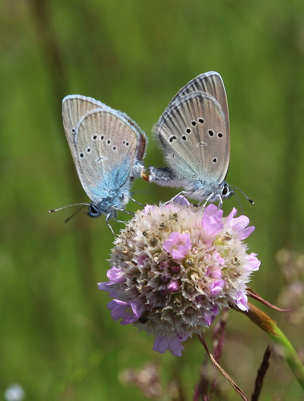 Polyommatus semiargus